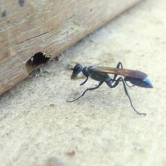 Chalybion bengalense