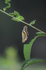Limenitis sydyi