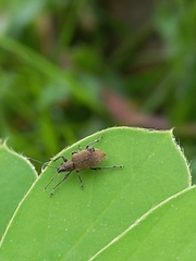 Tanymecus