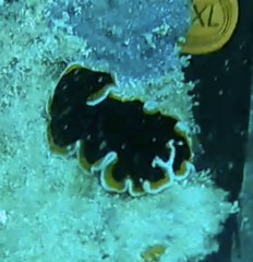 Pseudobiceros hancockanus