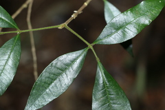 Bouchardatia neurococca