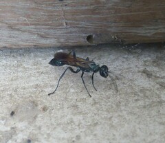 Chalybion bengalense