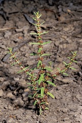 Ammannia multiflora