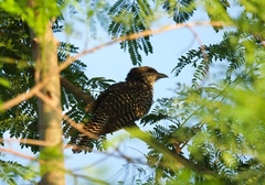 Eudynamys scolopaceus