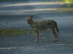 Canis aureus indicus