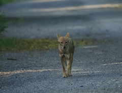 Canis aureus indicus