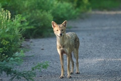 Canis aureus indicus