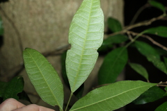 Bouchardatia neurococca