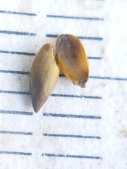 Xyris montana