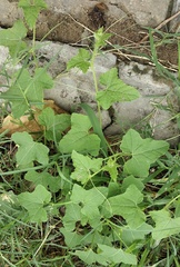 Cucumis sativus