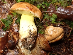 Butyriboletus subappendiculatus
