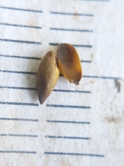 Xyris montana