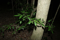 Bouchardatia neurococca