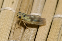 Macrosteles variatus