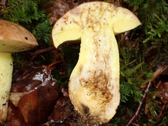 Butyriboletus subappendiculatus