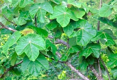 Jatropha peltata