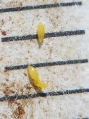 Xyris montana