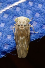 Idiocerus stigmaticalis