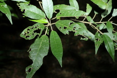 Croton stigmatosus