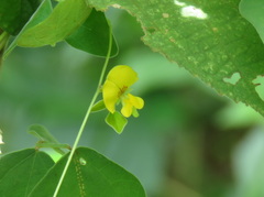 Dunbaria punctata