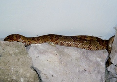 Trimorphodon paucimaculatus