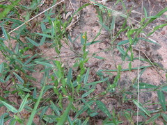 Zornia diphylla