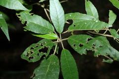 Croton stigmatosus
