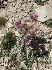 Carduus carlinoides