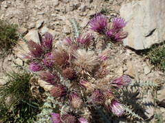 Carduus carlinoides