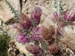 Carduus carlinoides
