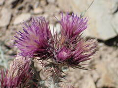 Carduus carlinoides