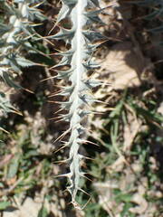 Carduus carlinoides