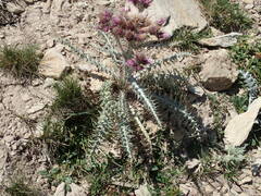Carduus carlinoides