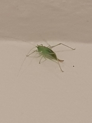 Meconema meridionale