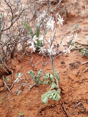 Trachyandra tortilis