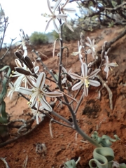 Trachyandra tortilis