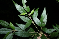 Croton stigmatosus