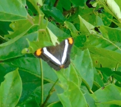 Adelpha fessonia