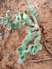 Trachyandra tortilis