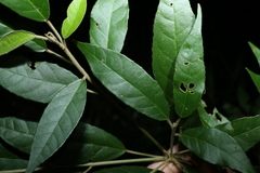 Croton stigmatosus