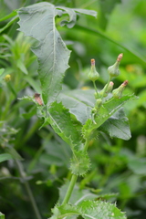 Sonchus asper