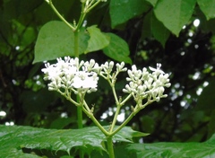 Cnidoscolus aconitifolius