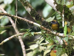 Mitrospingus cassinii