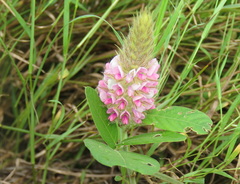 Uraria lagopodioides