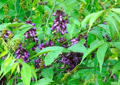 Lonchocarpus