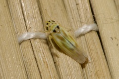 Zyginidia pullula