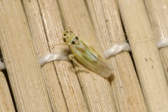 Zyginidia pullula