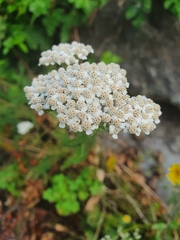 Achillea millefolium