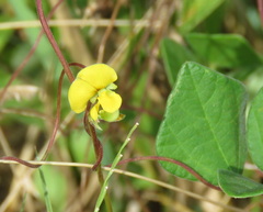 Dunbaria punctata
