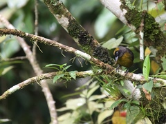 Mitrospingus cassinii